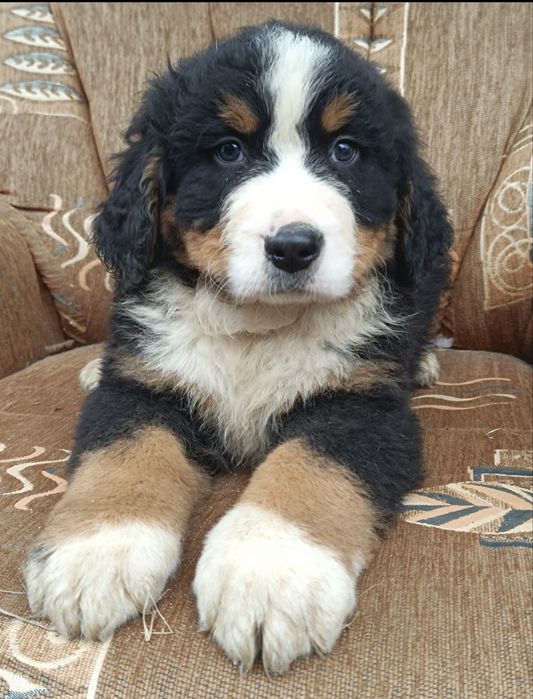 Berneński pies pasterski szczeniak. Okazyjna cena przed weekendowa.