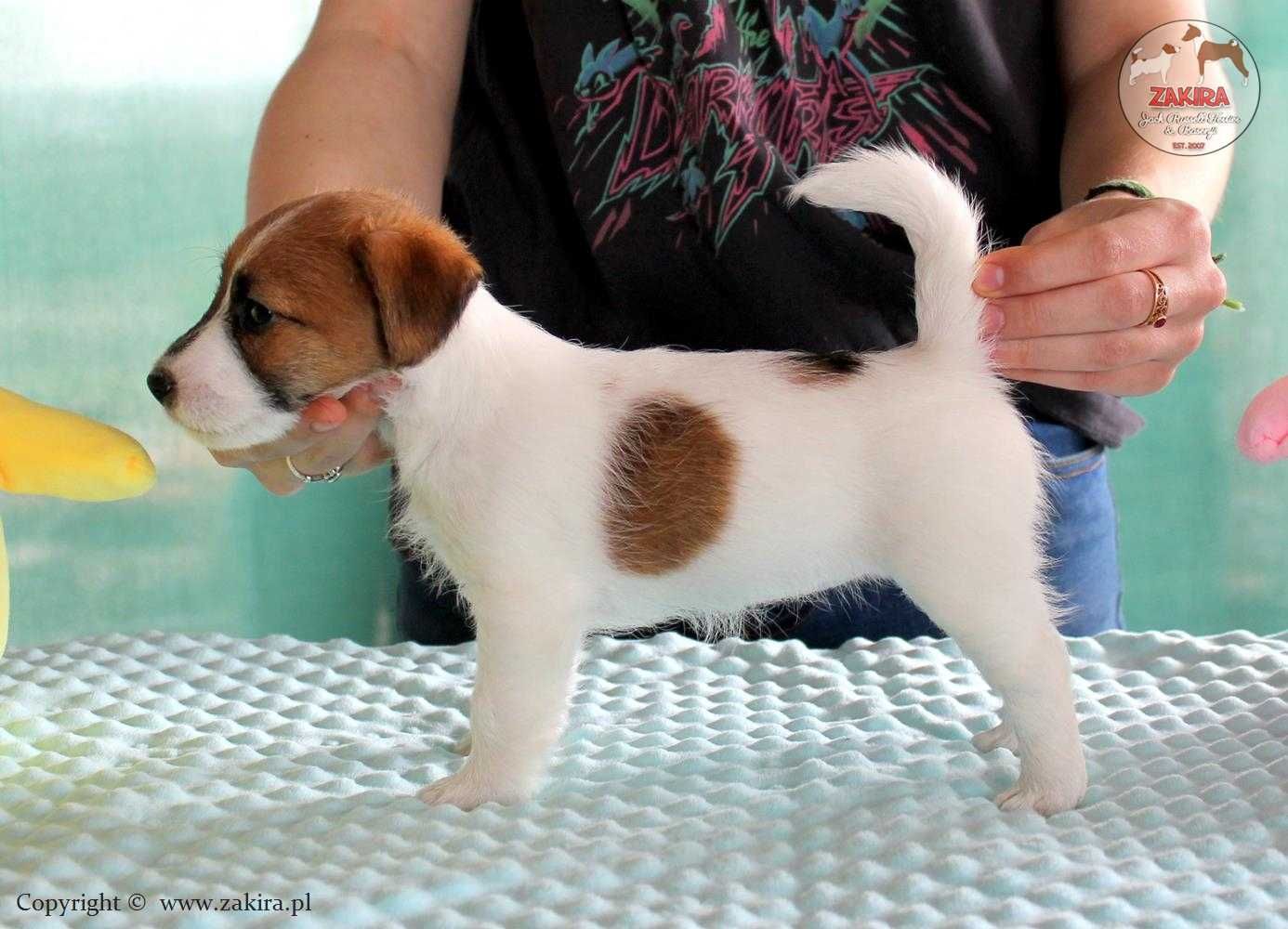Szczenie Jack Russell Terrier po Championach, FCI ZKwP, ZIMA 2025