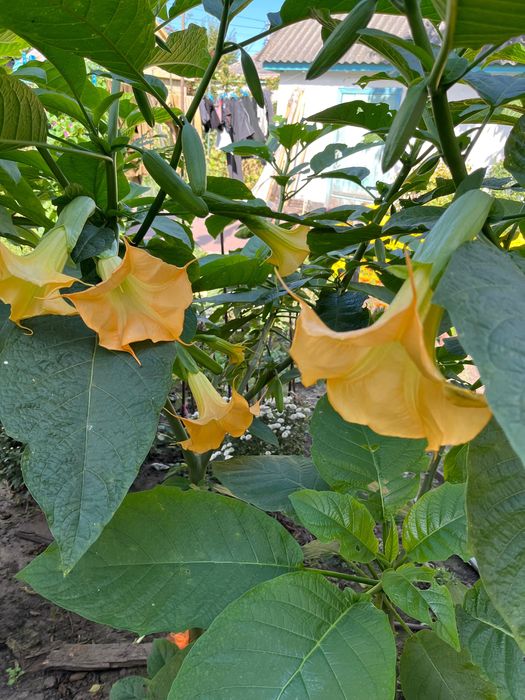 Рождественник. Бругмансия. Клематис.