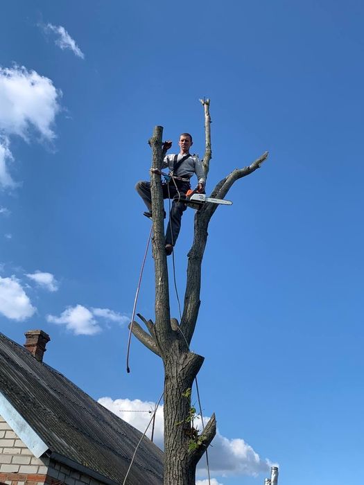 Спил деревьев.                .