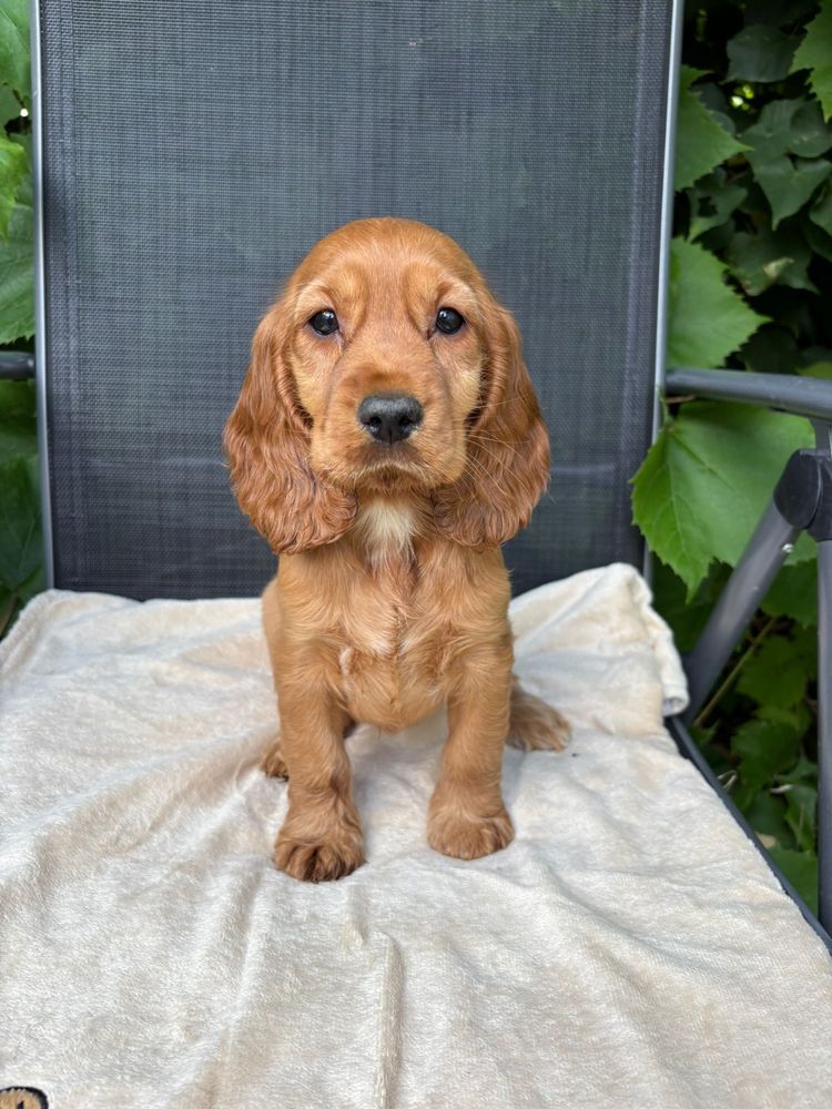 Suczka cocker spaniel 8tyg