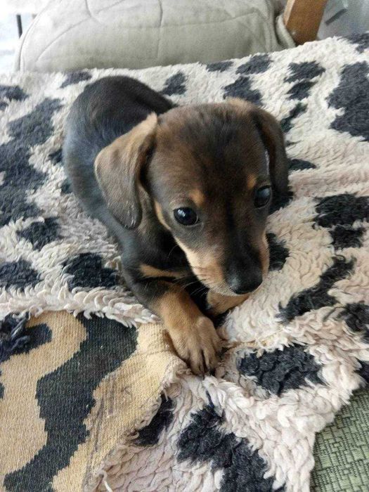 Цуценята, кошенята