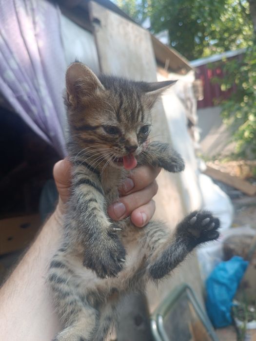 Котенята в добрі руки