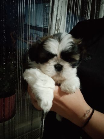 Szczeniaczek Shih TZU