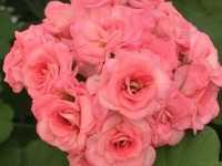 Пеларгония Grainger’s Antigue Rose