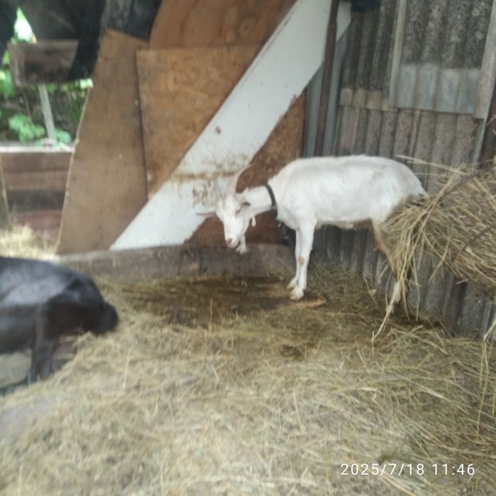 Козочек разного возраста