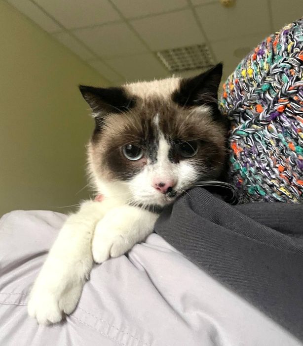 Метис породи сноу шу. Кішечка. 2 роки