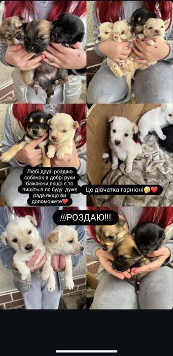 Собачки в добрі руки