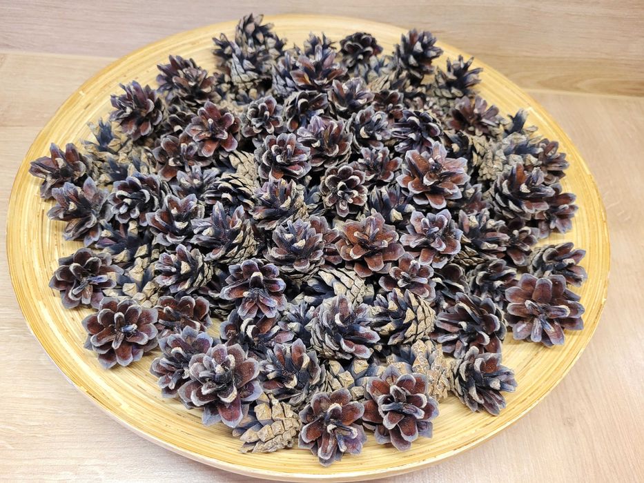 artykuły plastyczne dla dziecka do szkoły szyszki żołędzie