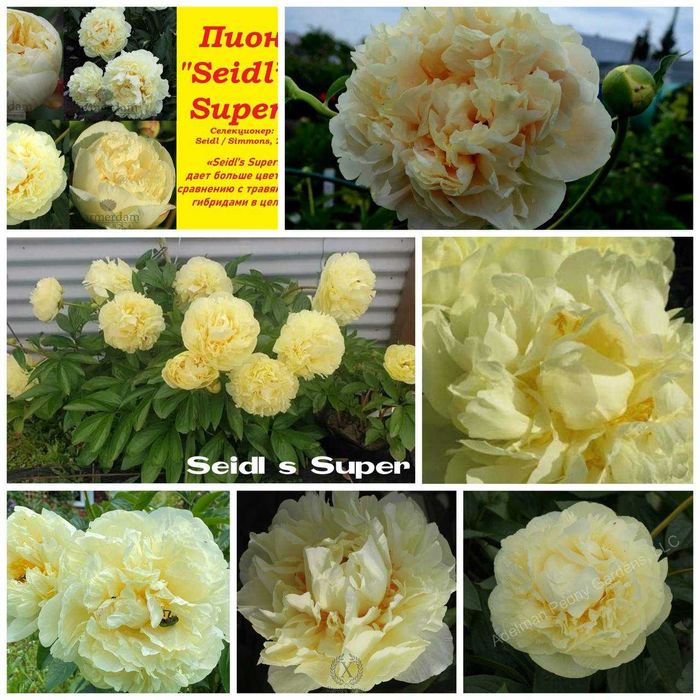 Півоній. Пионы, Ціна по закупці в Голландії