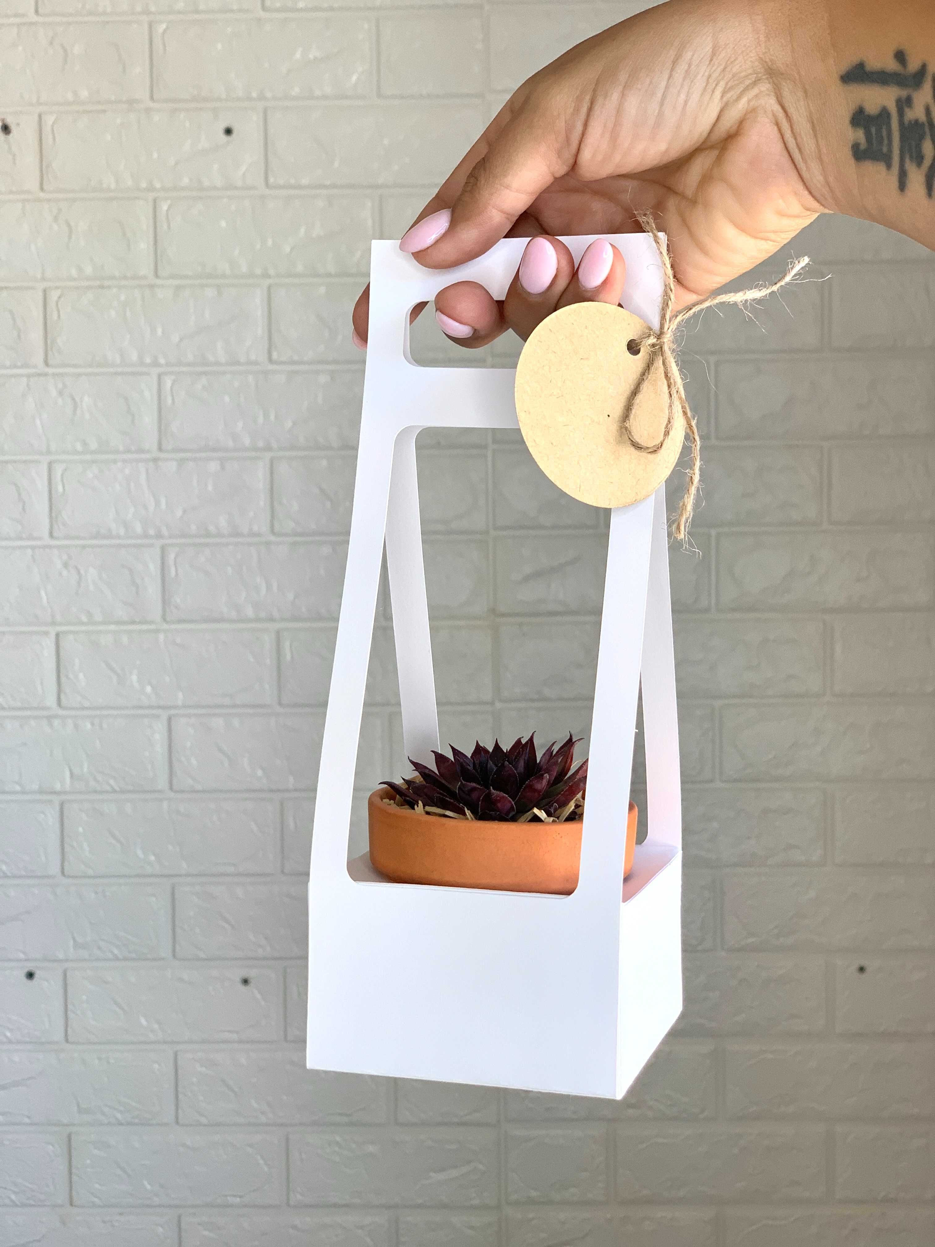Mini suculenta com caixa presente