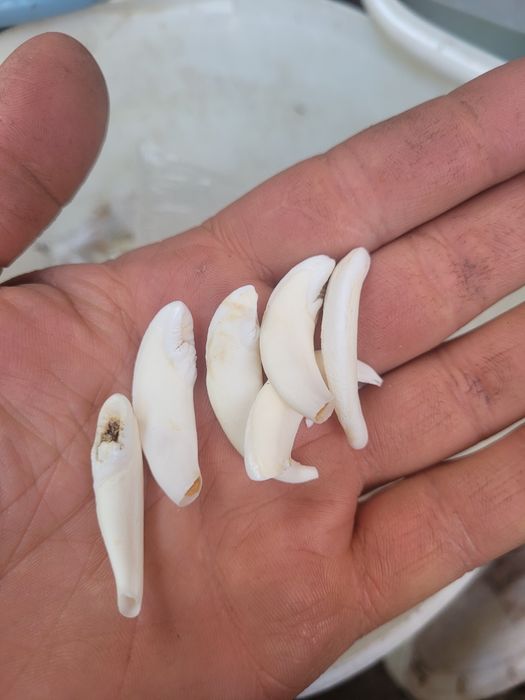 Cena za 20szt Zeby dzika Kły oręż fajki