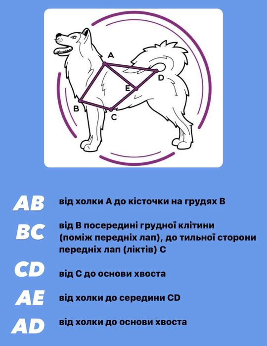 Їздова шлейка для собак, поводок потяг для собак