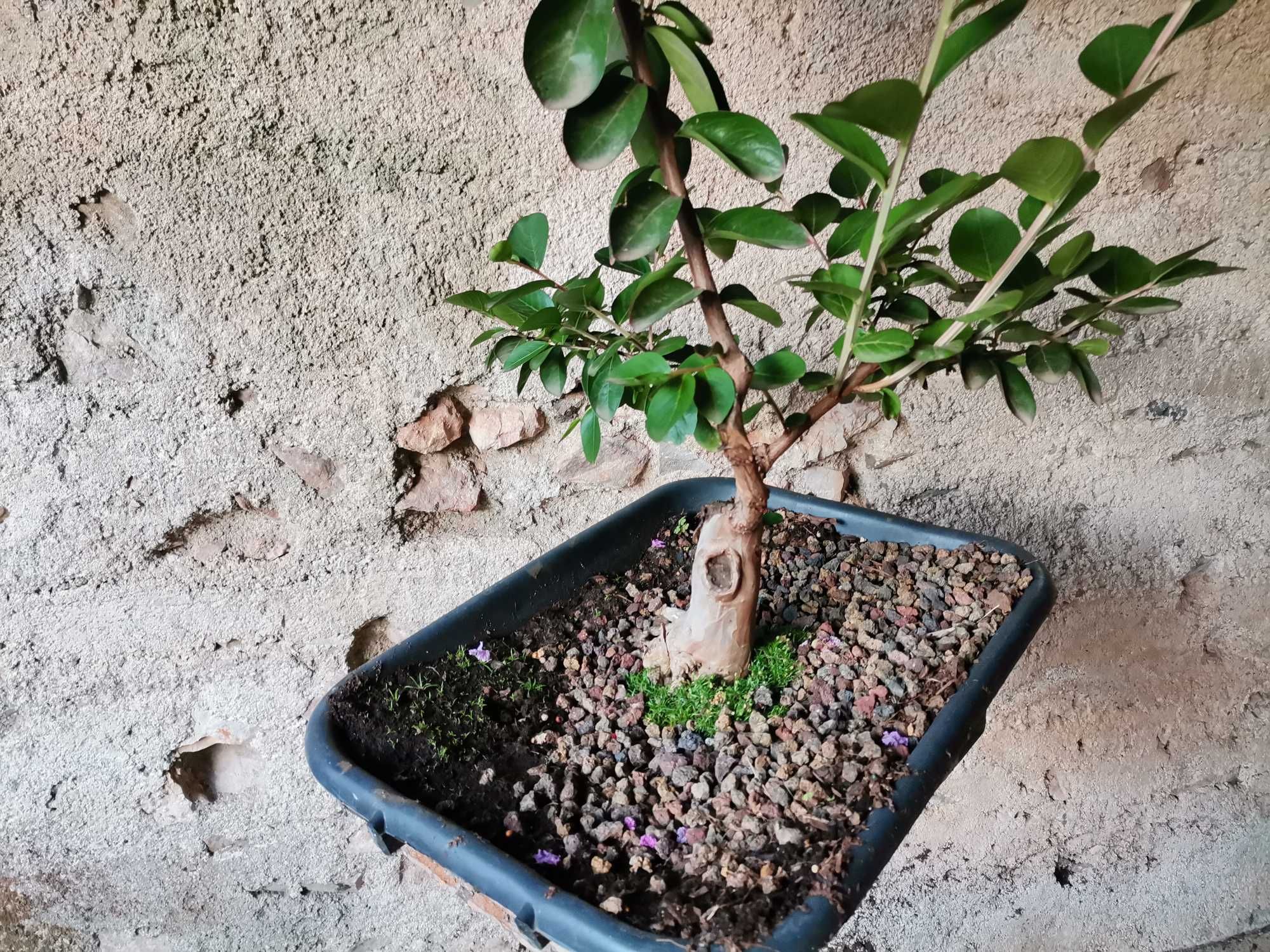 Pré-Bonsai de "Lagerstroemia Indica" *2  - *VENDA URGENTE (DESOCUPAR)*