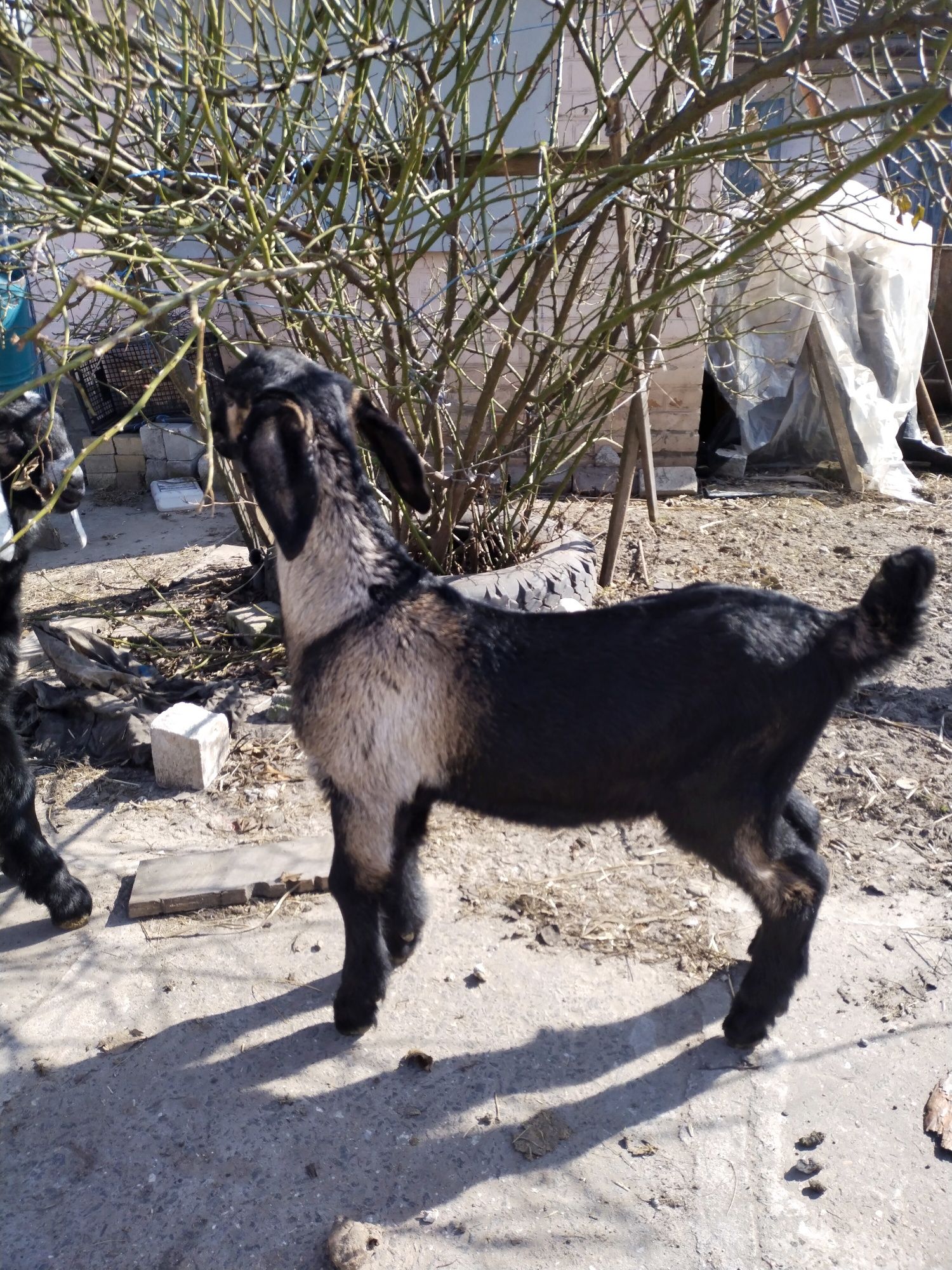 Продам, або обміняю кози англо-нубійські