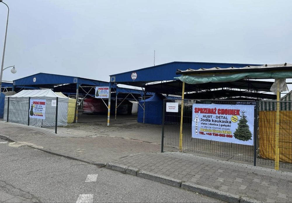 Jodła Kaukaska Choinka/Choinki Importer HURT/DETAL