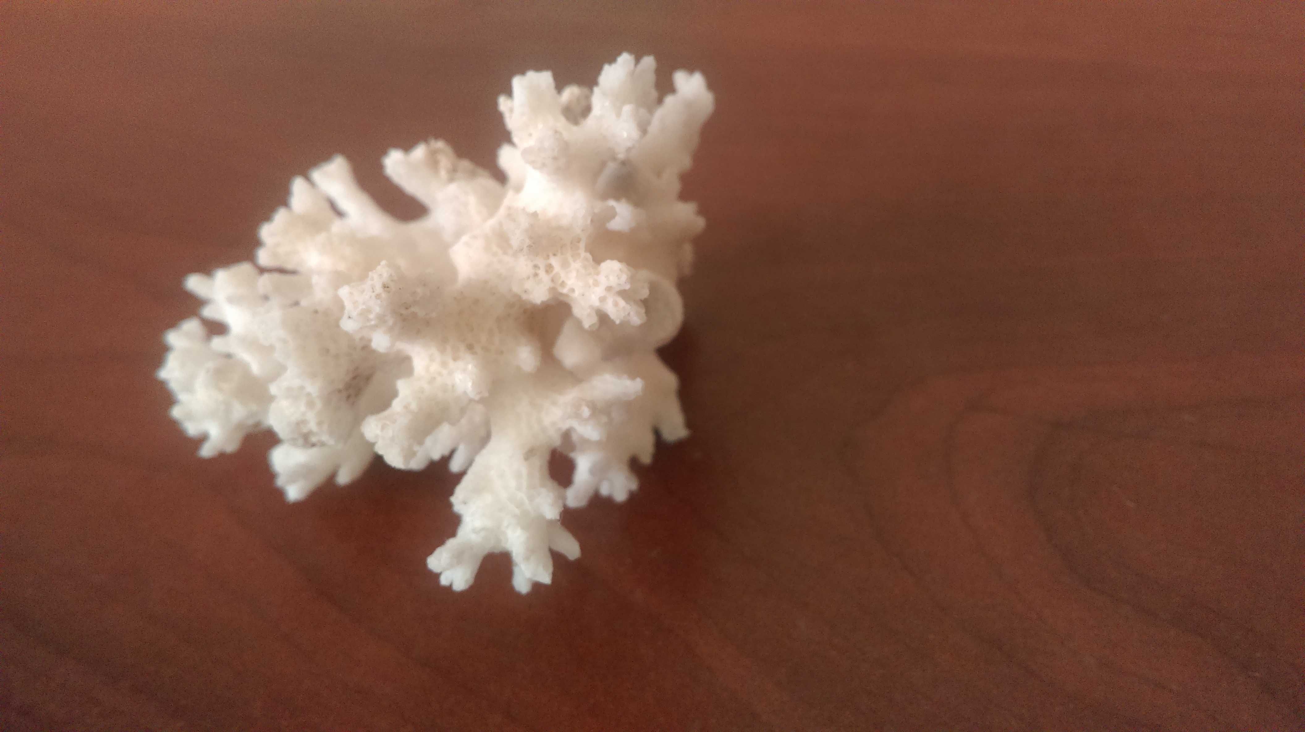 Белый морской коралл для аквариума и интеръера.Размер:70х70х50 мм.