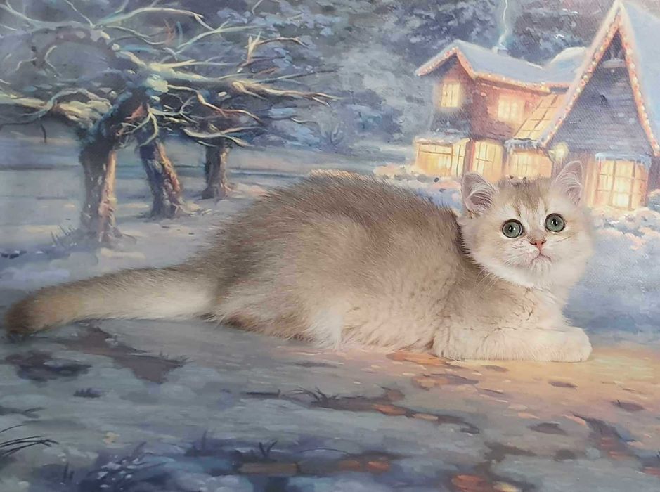 Очаровательная малышка Шанель. Шотландочка!