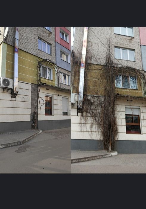 Зрізання дерев / Арборист — швидко та безпечно