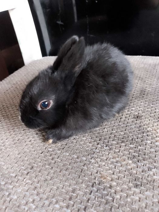 Króliczki miniaturki