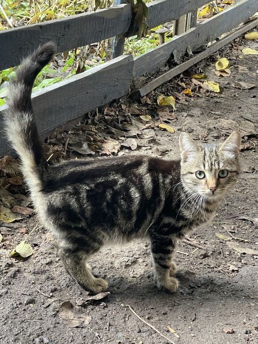 Віддам кошеня в добрі руки!