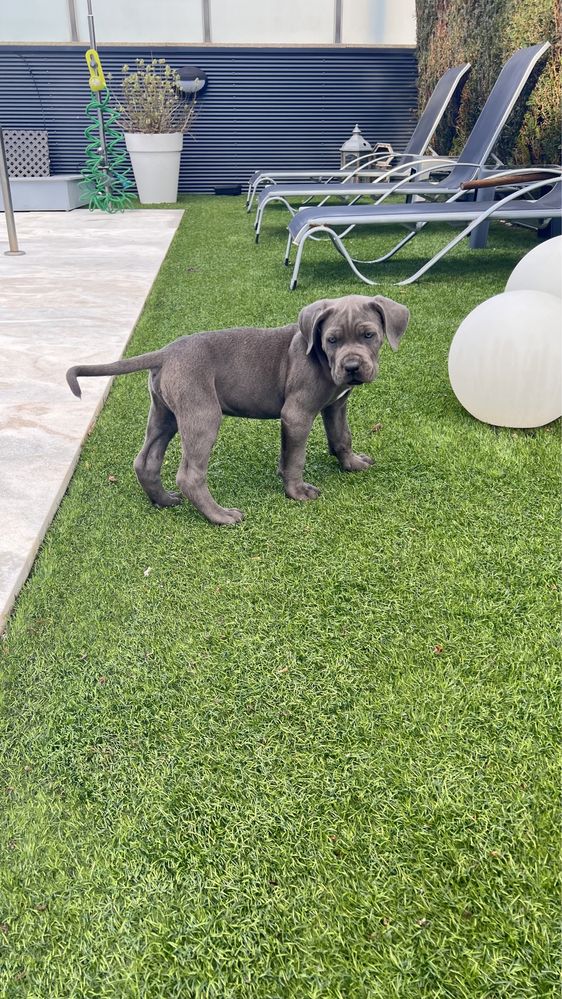 Cane corso italiano excelente exemplar