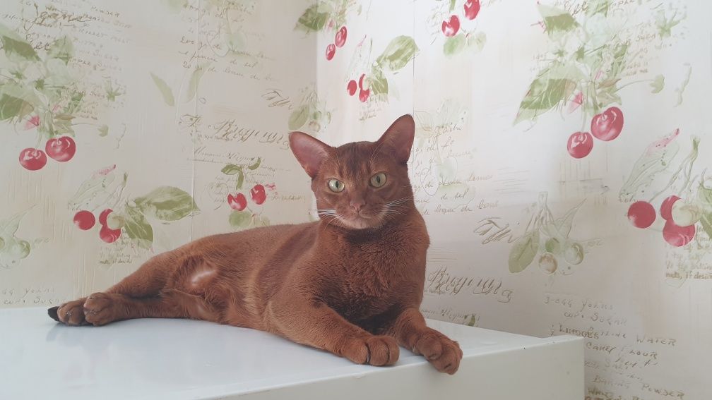 Перетримка Тварин,150/доба котик, котів/гризунів/собак