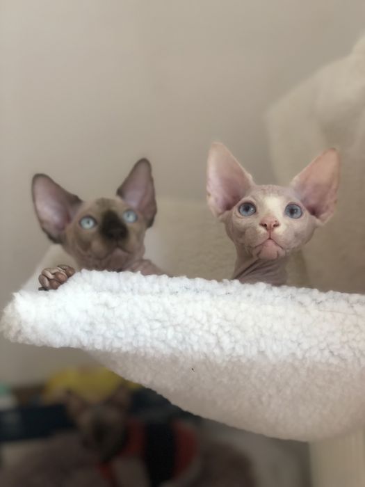 Братики канадики