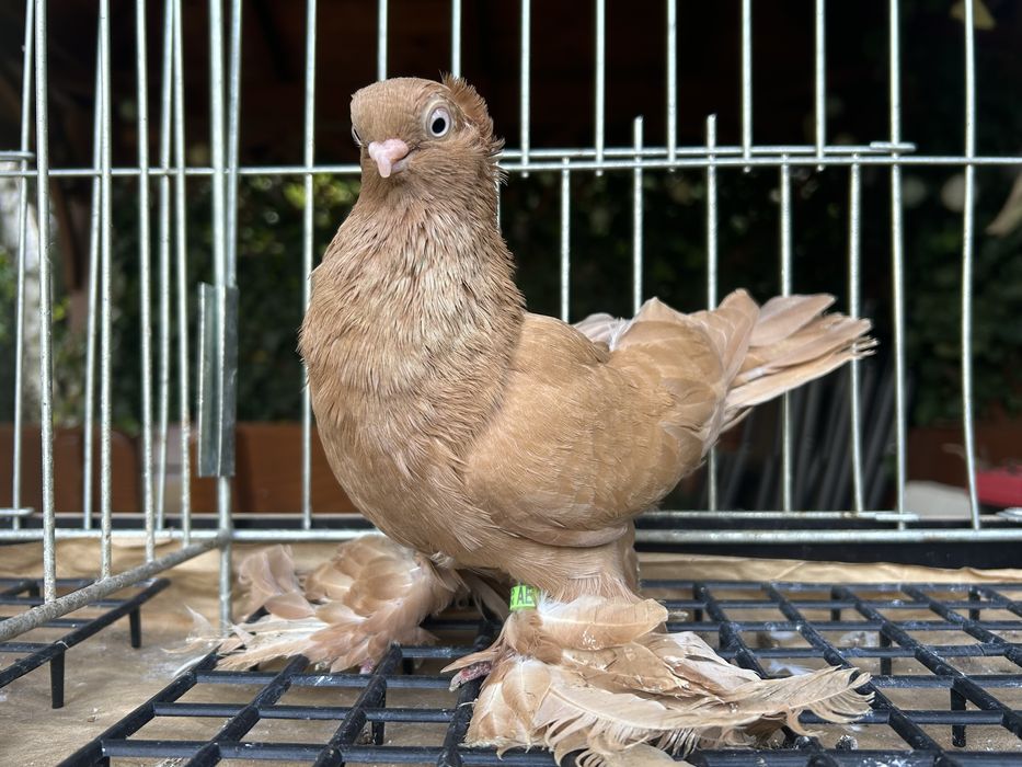 Gołębie ozdobne. Wywrotek suwalski (mazurski) samiczka 2025r