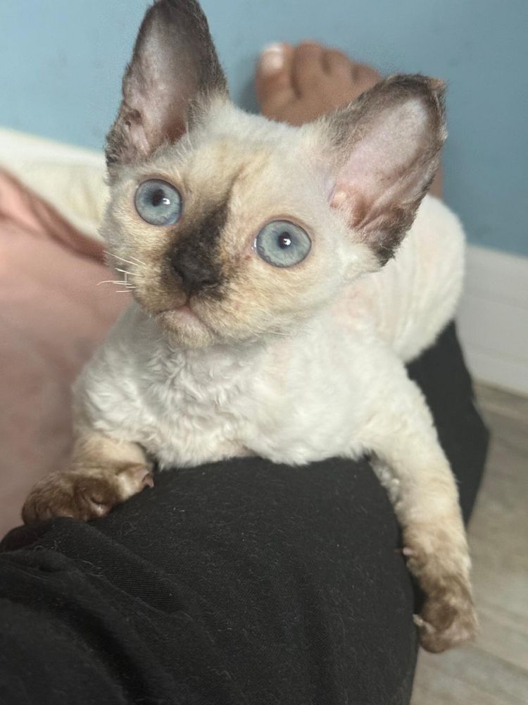 Kotka Devon Rex FPL