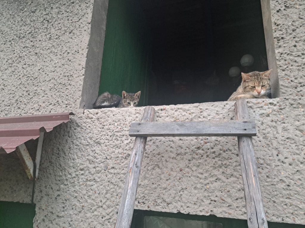 Oddam kotki w dobre ręce
