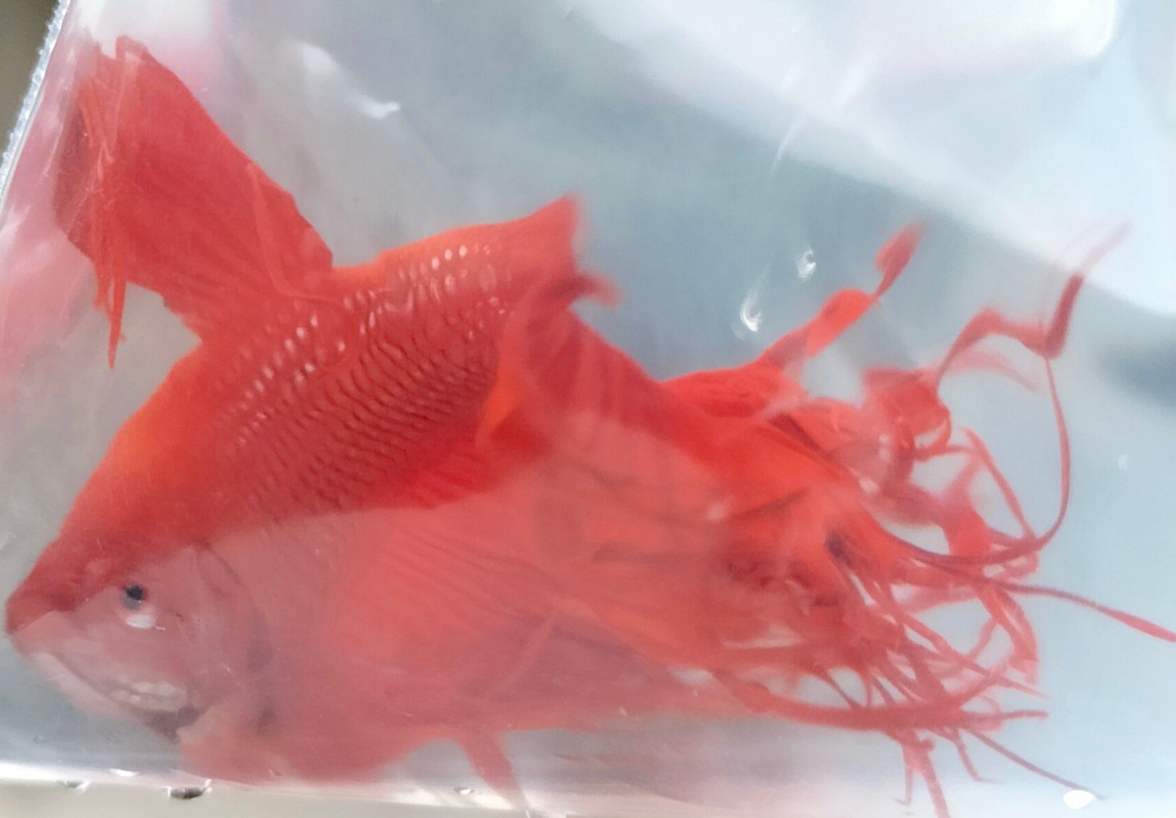 Betta Crown Tail