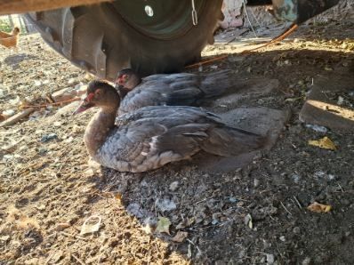 2 czarne kaczorki piżmowe