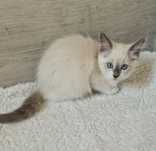 Śliczna kotka ragdoll