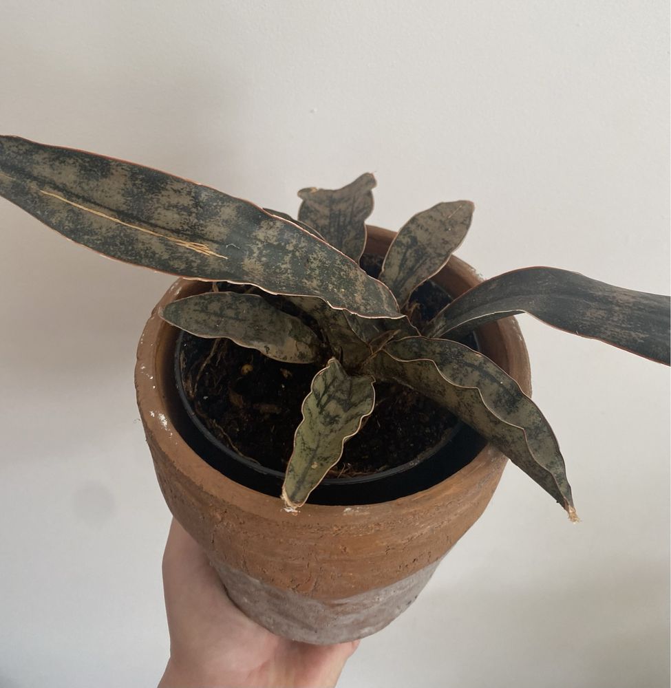 Sansevieria sanseweria star canyon granite