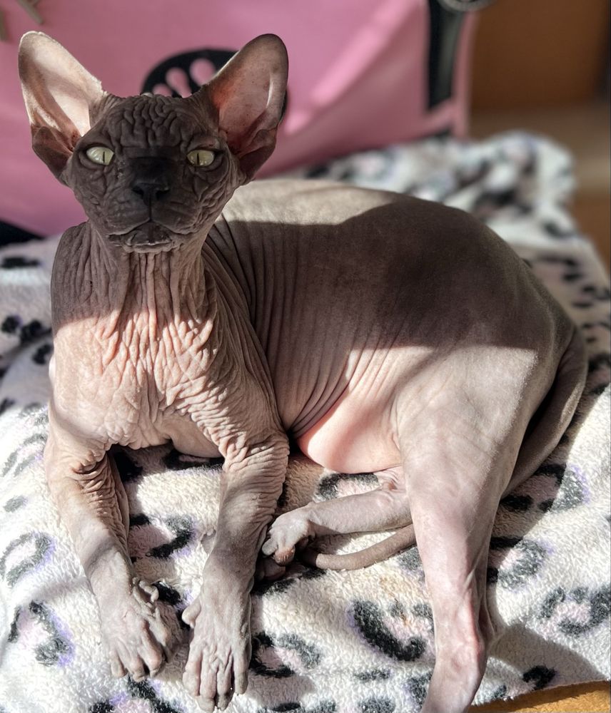Wyjątkowa czarna mega ZMARSZCZKI • Kotka Sphynx Jagódka • GrandFaraon