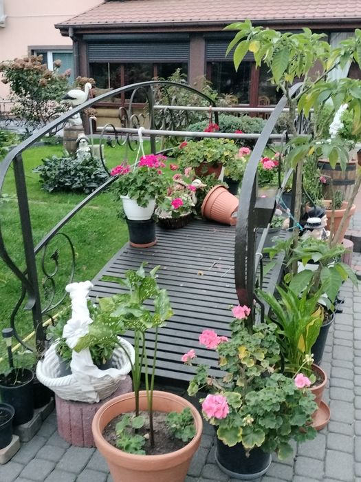 Pomost kładka nad oczko wodne