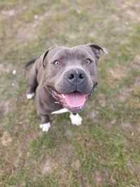 Pies amstaff blue adopcja