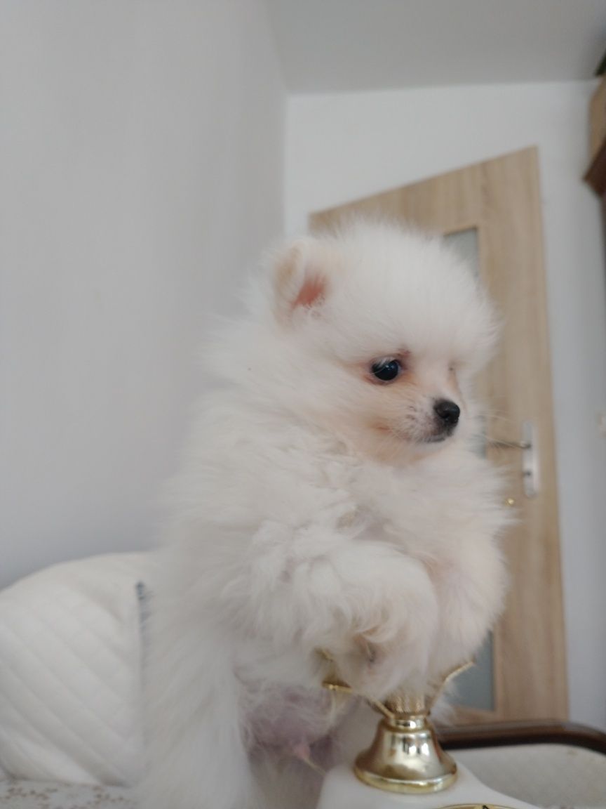 Szpic miniaturowy pomeranian