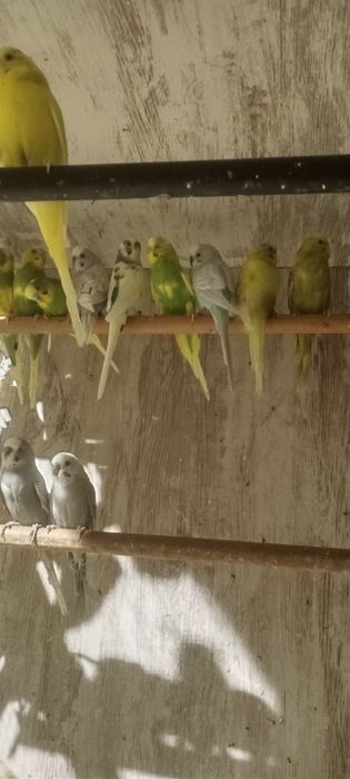 Periquitos australianos