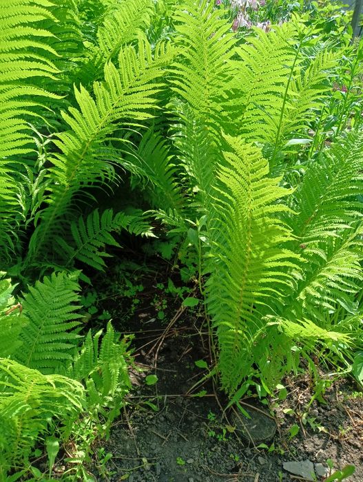 Папоротник,страусник