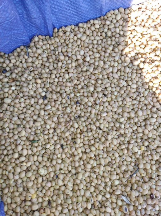 Sprzedam bobik bobas