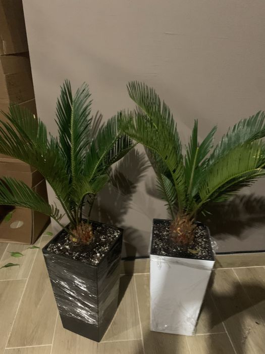 Цикас висота   1 м