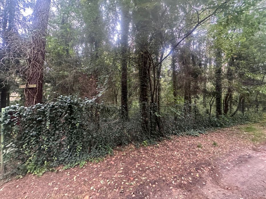 Sokolniki Las - działka leśna 1005m2