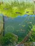 Guppys Juvenis e adulltos