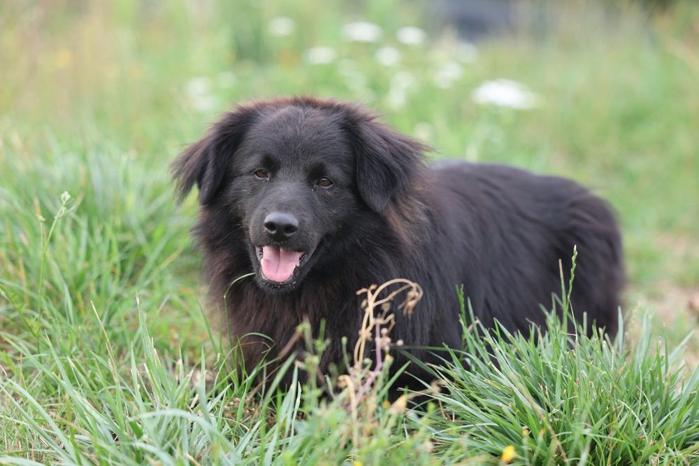 3 letni kudłaty Harry do adopcji