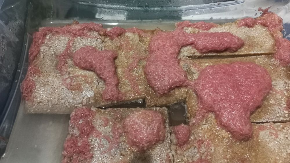 Живий та заморожений корм для акваріумних мешканців