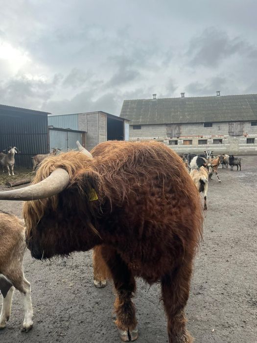 Byk szkocka krowa highland