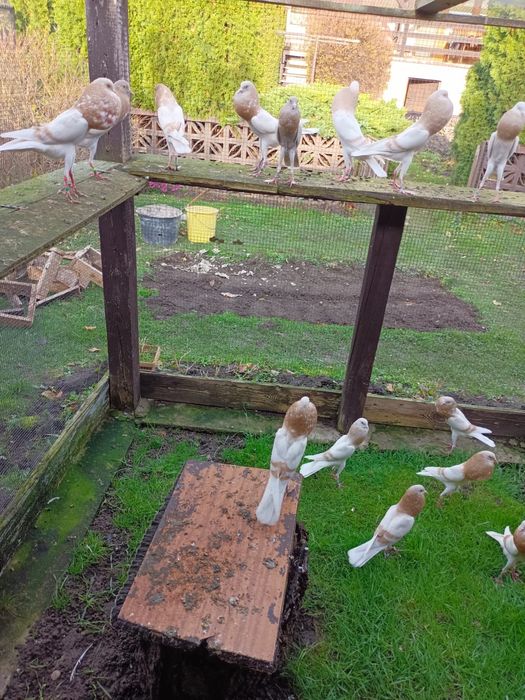 Garlacz  brnenski golebie ozdobne możliwy transport