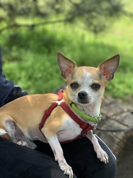 Вязка  чихуа-хуа